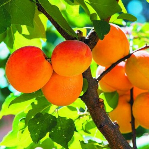 Prunus armeniaca 'Krasnoshekij' - Harilik aprikoosipuu 'Krasnoshekij' C6/6L